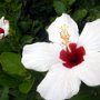 Hibiscusblüten in der Hotelanlage