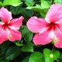 Hibiscusblüten in der Hotelanlage