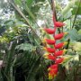 tropische Blüten neben unserem Bungalow