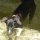 Lisa, einer der Hotel-Hunde