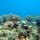 Tauchen + Schnorcheln bei 'Snappers Cove'