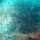 Schnorcheln im 'Coral Garden' : Gorgonien-Baum