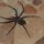 unangenehmer Besuch am Freitag Abend: grosse schwarze Spinne in unserem Badezimmer