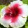 schöne Hibiskus-Blüte