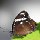 Schmetterling