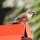 Spatz auf unserem Bugalow