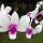 verschiedene Orchideen