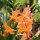 verschiedene Orchideen