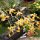 verschiedene Orchideen