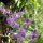 Orchideen-Garten