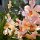 Orchideen-Garten