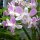 Orchideen-Garten