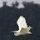 Reiher im Flug