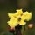 tropische Flora