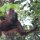 Orang-Utan (Mutter)