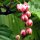 tropische Flora