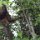 Orang-Utan (Mutter)