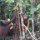 Orang-Utan (Mutter + Sohn)