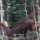 Orang-Utan (Mutter) holt Futter