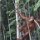 junger Orang-Utan hat Futter im Maul