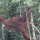 wild turnt der Orang-Utan durch den Dschungel