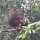 Orang-Utan beim Fressen