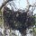 Orang-Utan - Nest