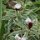 tropische Flora