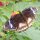 Schmetterling in der Abai-Jungle-Lodge