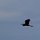 Schwarz-Reiher im Flug