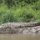 grosses Krokodil am Ufer