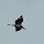 Storch im Flug