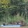 Fluss-Bewohner unterwegs