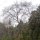 Baum im Fluss