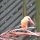 'Storchenschnabel'-King Fisher