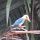 'Storchenschnabel'-King Fisher