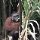 Orang Utan in freier Wildbahn