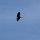 Storch im Flug