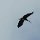 Storch im Flug