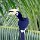 grosser 'Hornbill'-Vogel