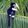 grosser 'Hornbill'-Vogel