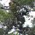 Nasen-Affe in Baum am Ufer