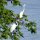 Reiher auf Uferbaum