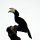 schwarz-weisser Hornschnabel-Vogel