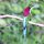 bunter Bienenfresser-Vogel