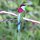 bunter Bienenfresser-Vogel