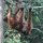beim Futterplatz der Orang Utans