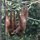 Orang Utans beim Spielen am Futterplatz