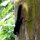 schwarzes Eichhörnchen