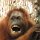 Orang Utan zeigt die Zähne